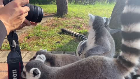 lemurs