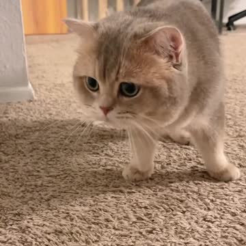 funny|prank|jokes|funny jokes|dad jokes|funny memes|funny video|fun|laughing|funny animal|knock