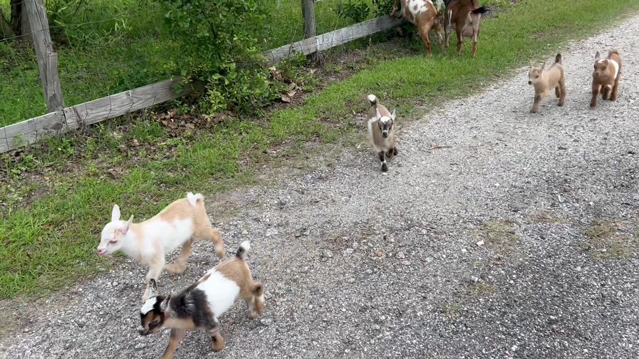 Baby Goats Race Down Dirt Road