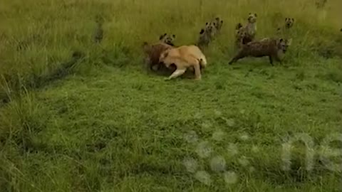 The Most Classic Battles in Wild Animals - Wild Animals Fight 2020.mp4