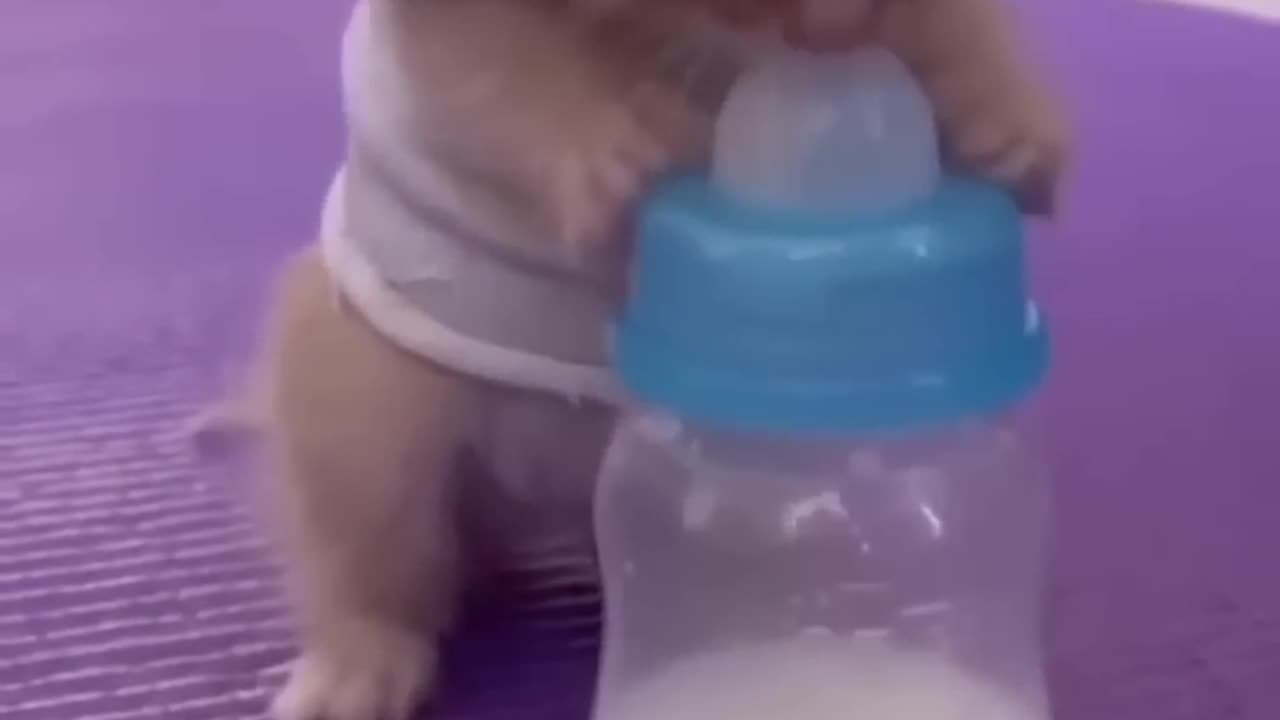 Beautiful viral cat drink milk 🍼🍼🍼