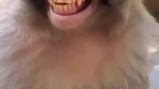 Monkey funny video 🤣😂😁