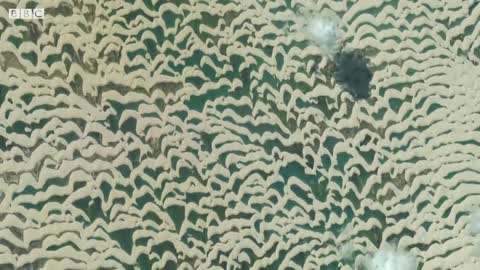 Turtle Travels Through Desert | Earth From Space | BBC Earth