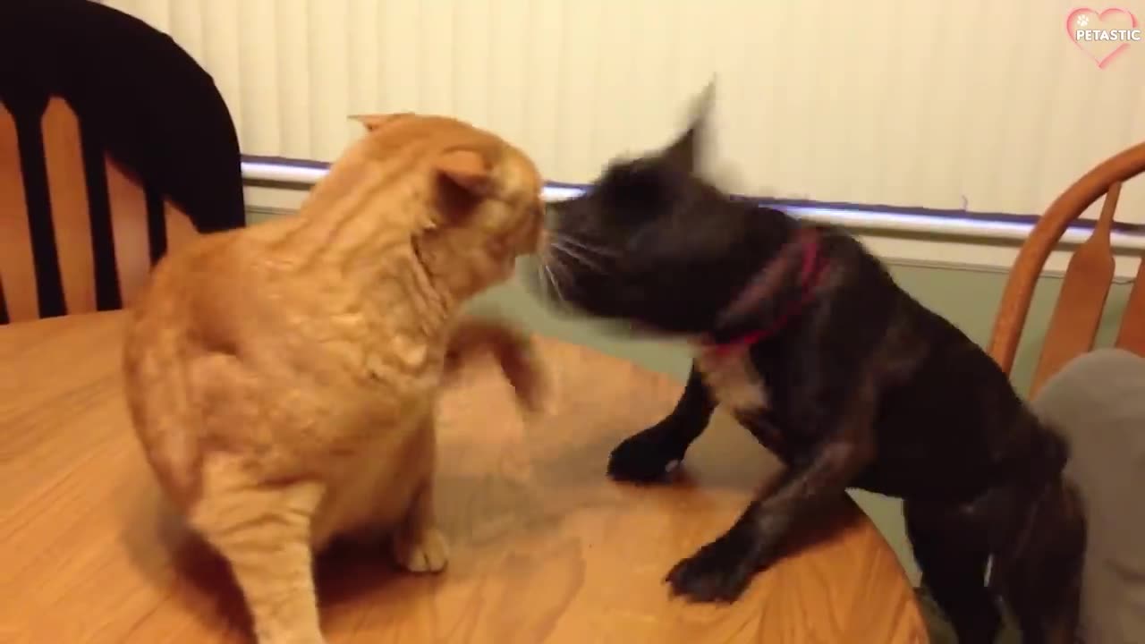 funny Cat and Dog Fight