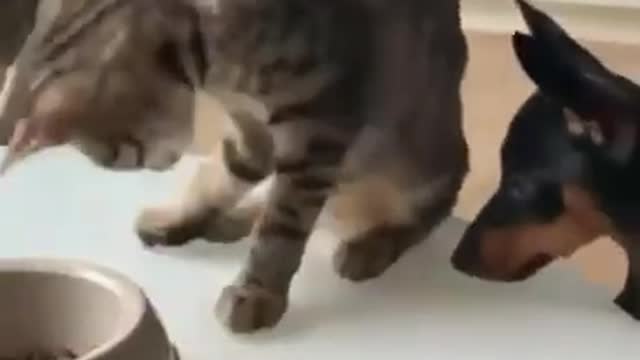 Поделился с другом