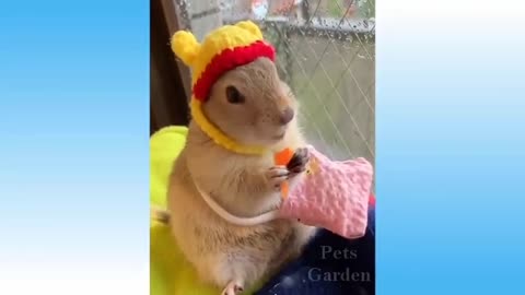 Cute pets and funny animals complication | Try not to laugh!