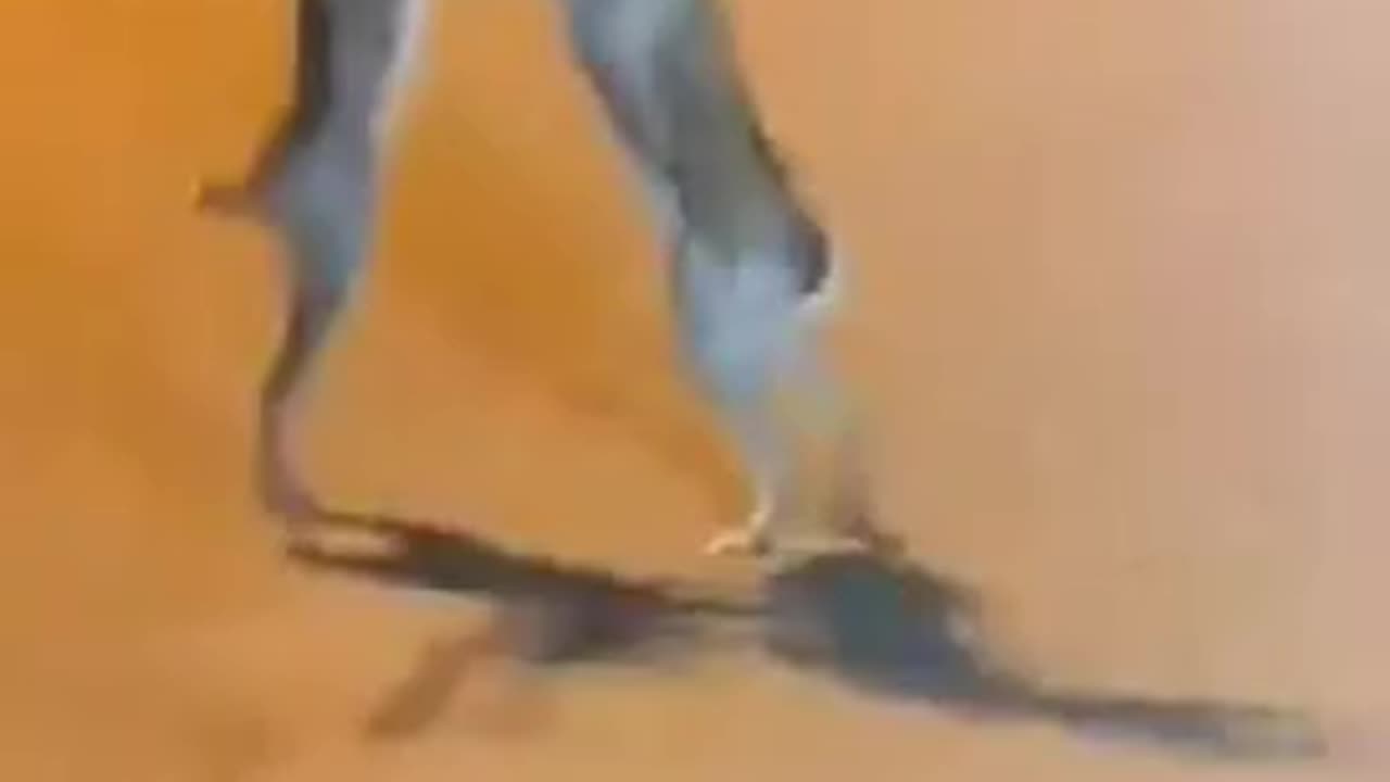 Bunny Fight
