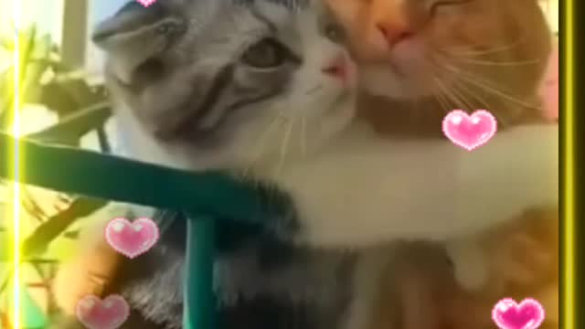 Cutest Cats 🐱🐱🐱🐱🐱 Loveing Fanning Moments