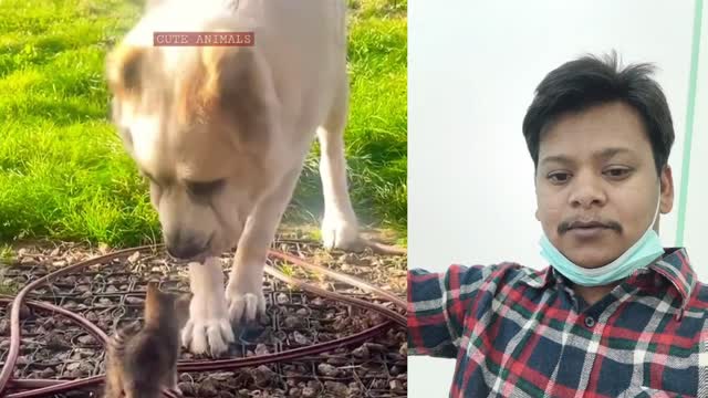 Big dog adorably confused by tiny litter of kittens(2021)