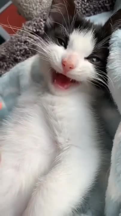 When Animals Act like Humans | Cats acting like Humans | Watch till the End | Cute Animals