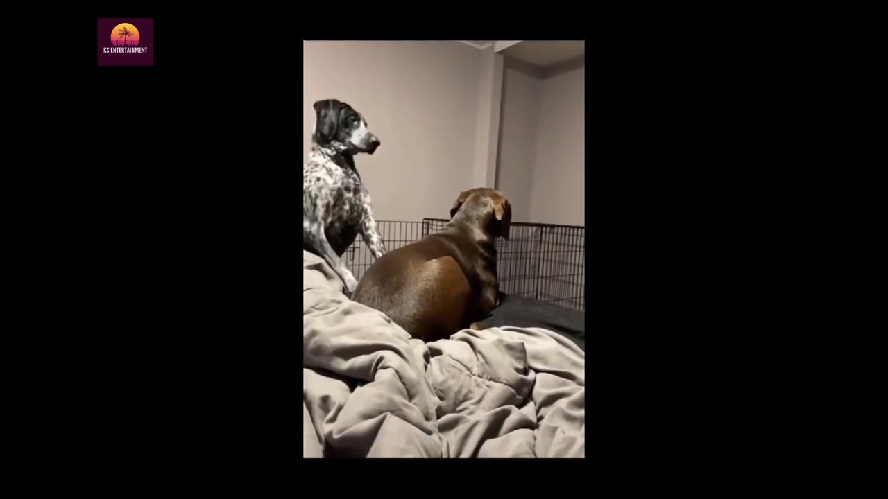 Funny Dogs