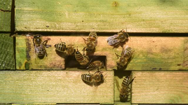 The dancing bees