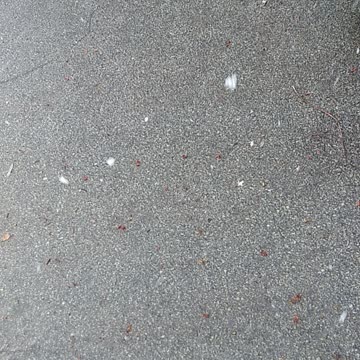 Another Spring Day in Pitt0