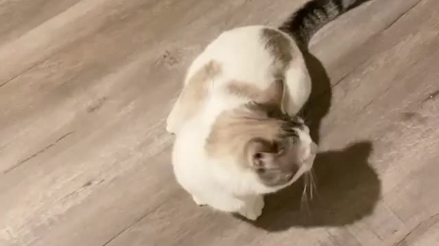 Dramatic cat puts on an Oscar-worthy performance