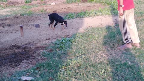 Dramatic dog playing and running around