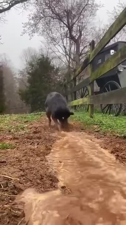 Đoạt chức vô địch trong việc đào mương tưới nước