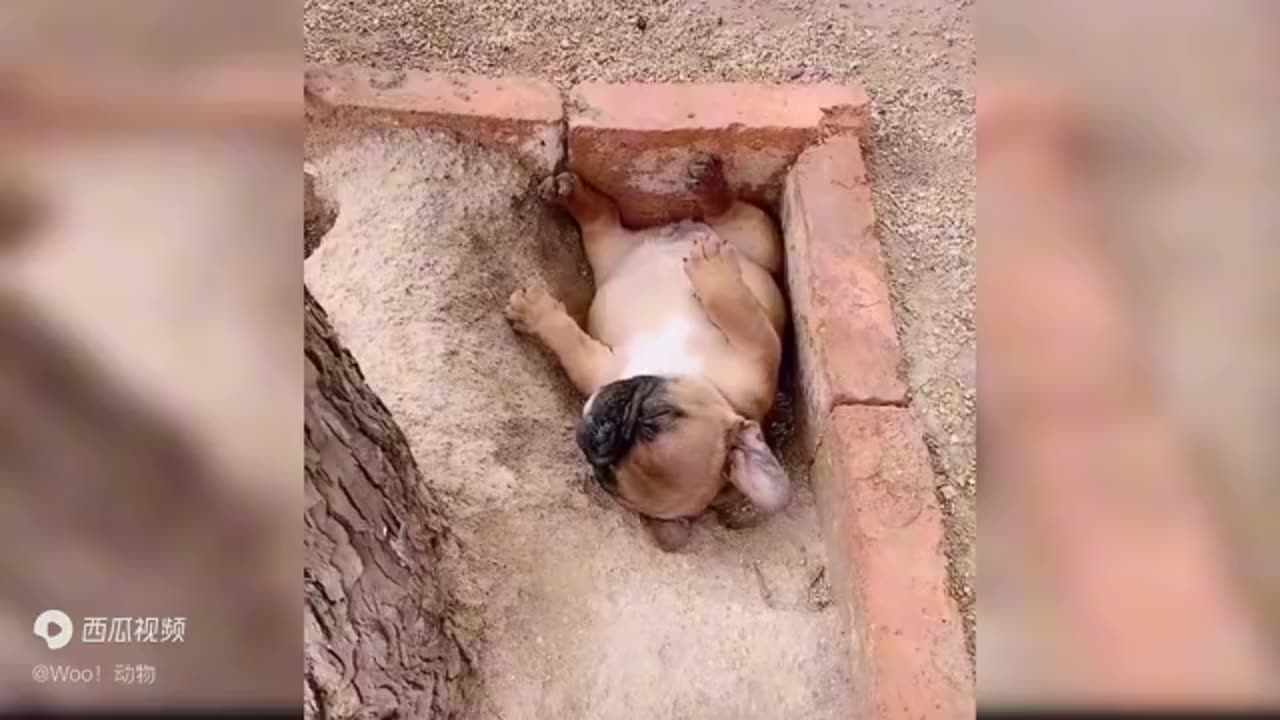Funny animals video funny dogs funny cats part 3 #funnyanimal #funny dog