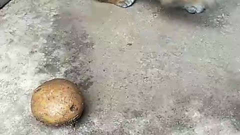 puppy