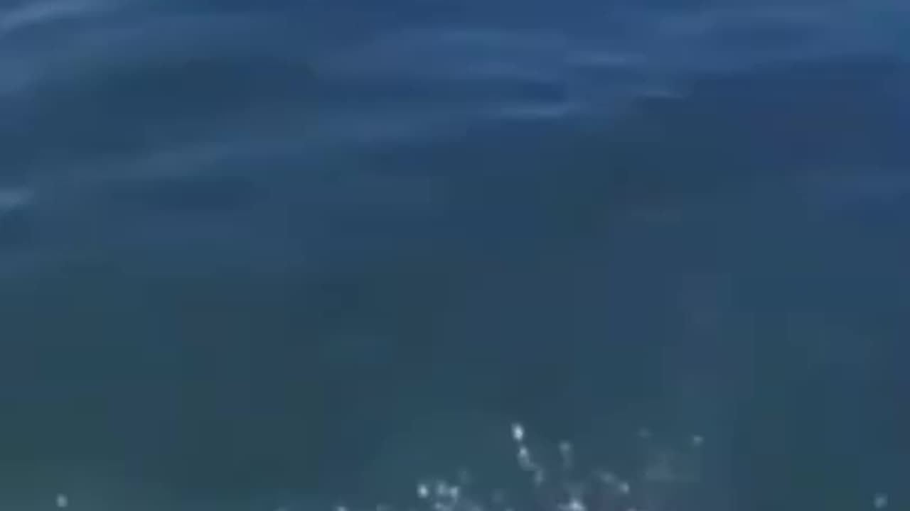 FUNNY ANIMAL