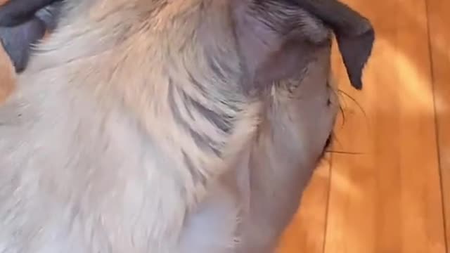 DOGS DON'T LIKE THIS SOUND