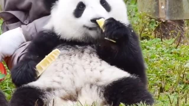 The cute panda is eating bamboo