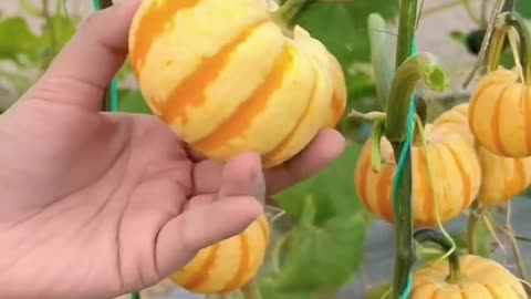 Follow us for more such Gardening and Woodworking Tips | Check Description 👇💚