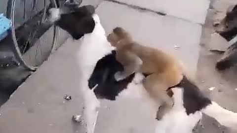 Dog and monkey friendship funny video