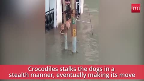 a dog nearly been eaten by croc