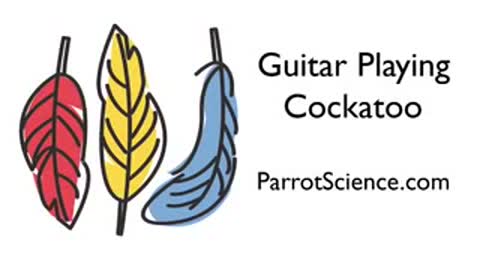 watch this Parrot play piano.