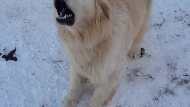 Golden Retriever's roaring voice in the snow