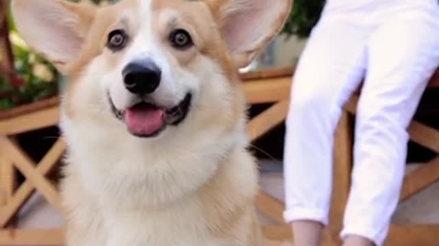 Best cute dog vidio