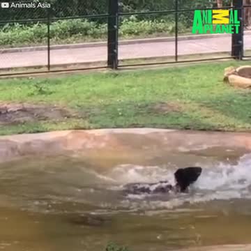 Animals Taste Freedom For The Very First Time new