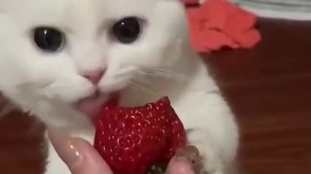 cute cat