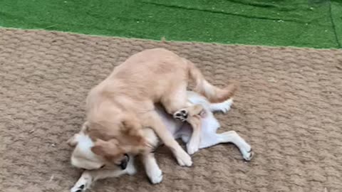 My dog ​​has a girlfriend and Play very well