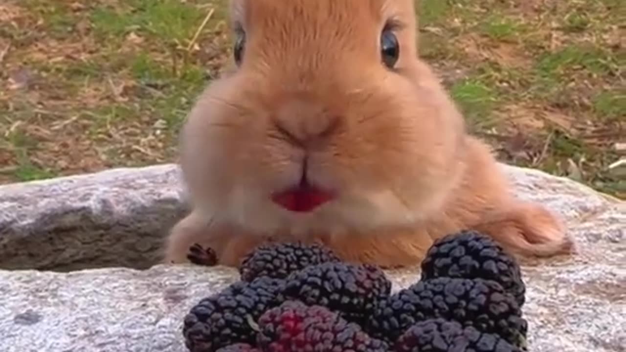 cute 🐇Rabbit's_eat_tomatoes🍓🍓💕💕