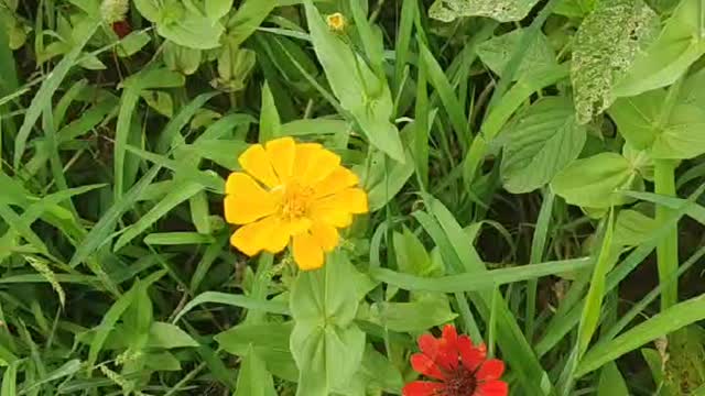 red and yellow flowers