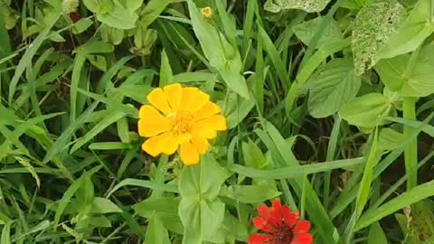 red and yellow flowers