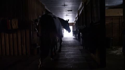 Equestrian horse being walked through cold winter barn