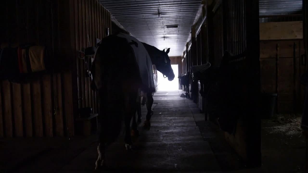 Equestrian horse being walked through cold winter barn