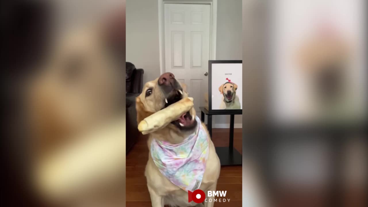 LOL, DOG AND CANDY