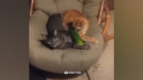 Watch what CUCUMBER can do to your CAT!