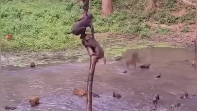 Monkey very funny video|Monkey fun video|Monkeys game play