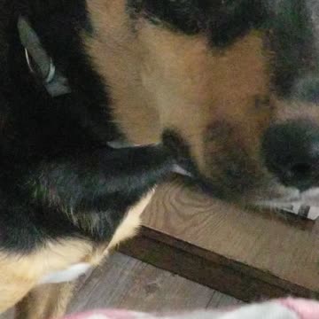 Look At That Tongue! JAWS!