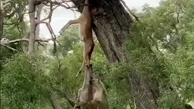 Try and try until you succeed,watch how this Hyena snatching food from Leopard