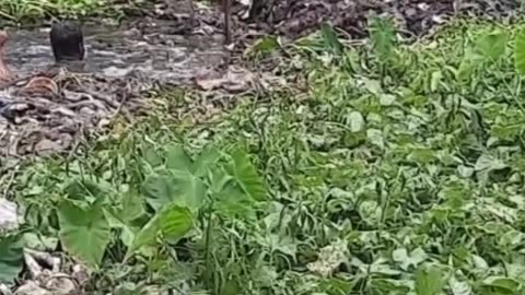 বদমাইশ কাকে বলে 😃 (Fazil)