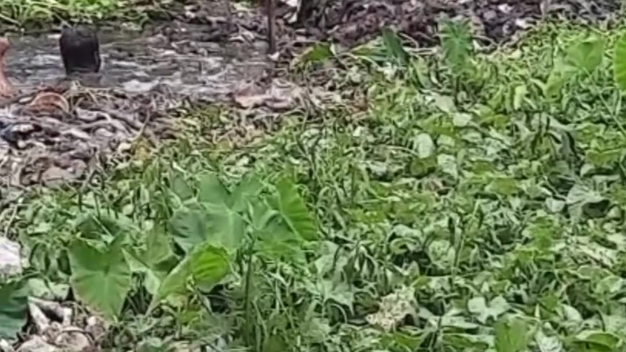 বদমাইশ কাকে বলে 😃 (Fazil)
