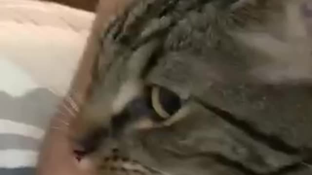 THIS is why cats bite their owners