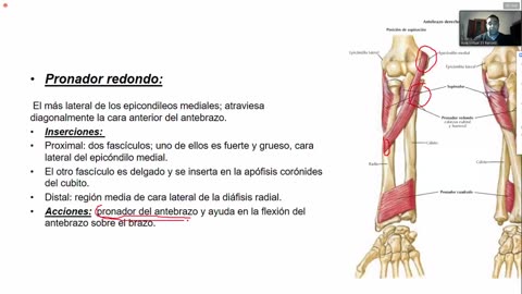 Clase 13 - Repaso Miembro Superior 2_2 y Miembro Inferior 1_2 - Dr. Sergio Paez 26-05-2021