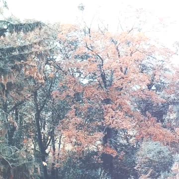 I love the wind and the leaves dancing against the sky