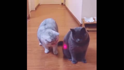 See what this animals were doing
